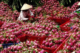 Hành trình 3 năm làm ‘giấy thông hành’ cho thanh long Bình Thuận vào Nhật Bản