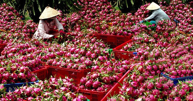 Hành trình 3 năm làm ‘giấy thông hành’ cho thanh long Bình Thuận vào Nhật Bản